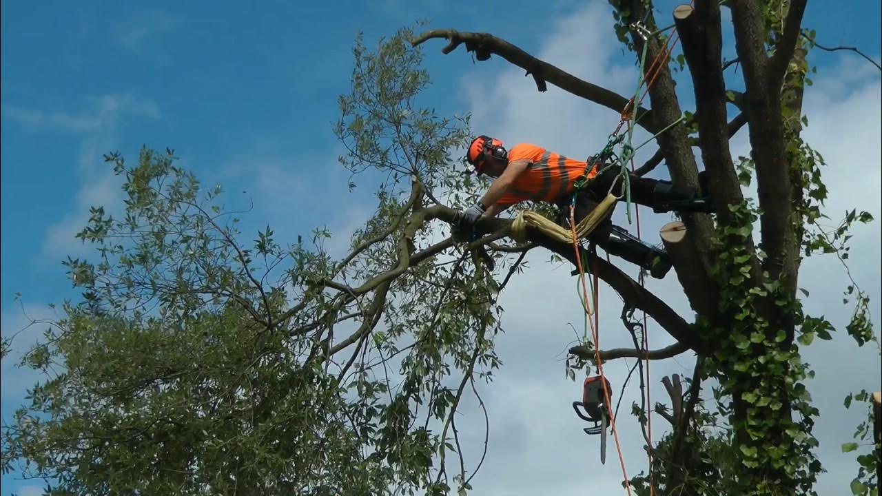 Professional tree surgery services by Greenland Garden Landscaping